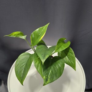 Scindapsus aureum - Szobai futóka ↑20cm ⊘12cm