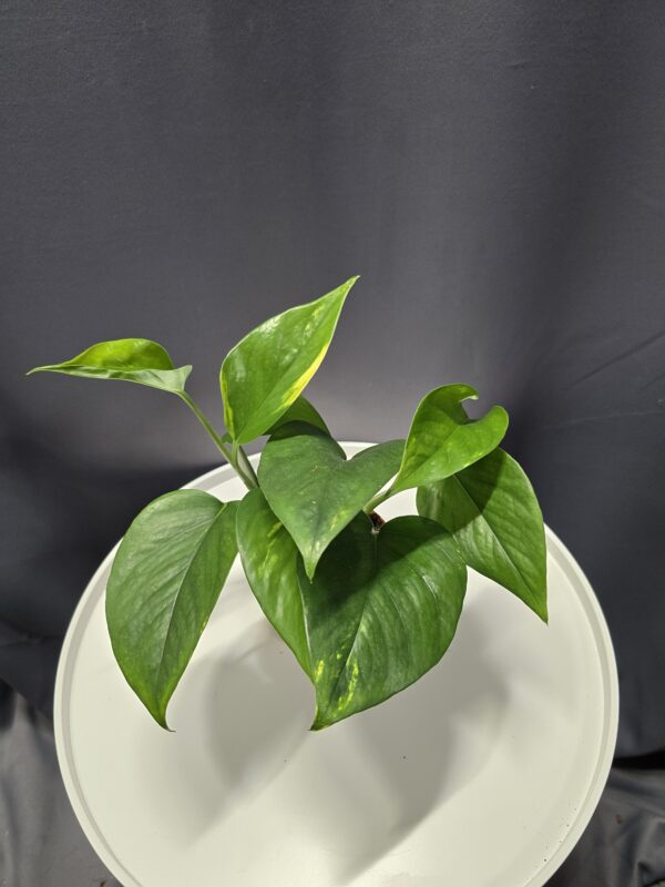Scindapsus aureum - Szobai futóka ↑20cm ⊘12cm