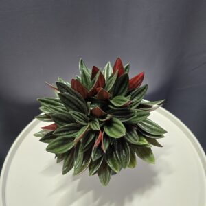 Peperomia Rosso ↑20cm ⊘12cm