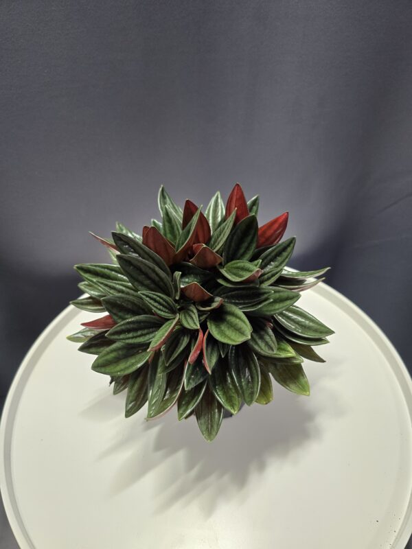 Peperomia Rosso ↑20cm ⊘12cm