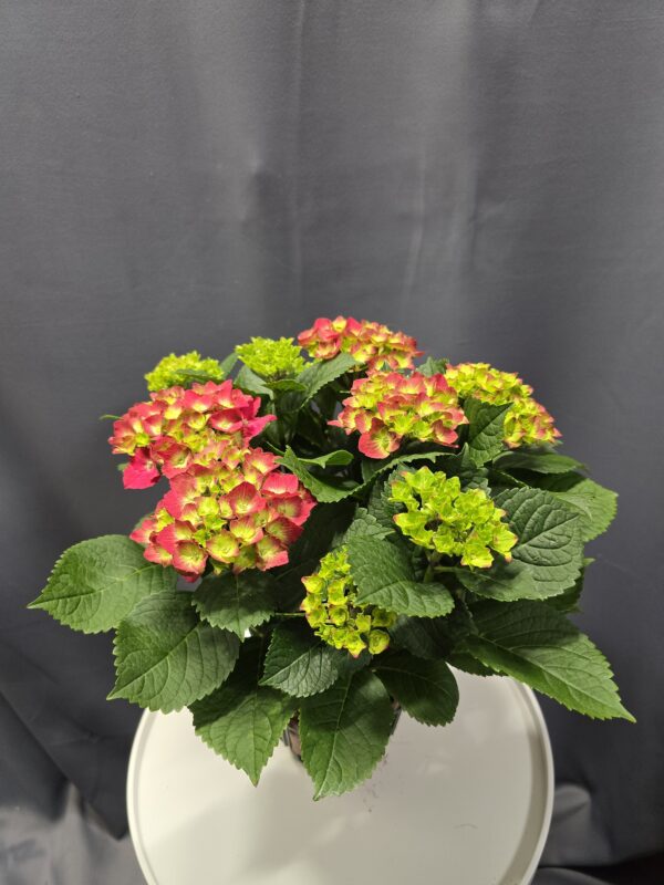 Hydrangea Red Beauty - Kerti hortenzia ↑40cm ⊘14cm
