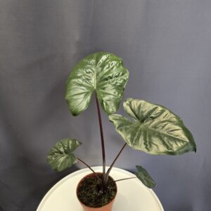 Alocasia Yucatan Princess ↑40cm ⊘12cm