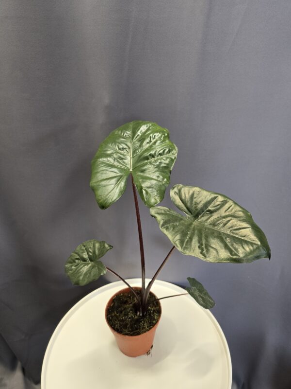 Alocasia Yucatan Princess ↑40cm ⊘12cm