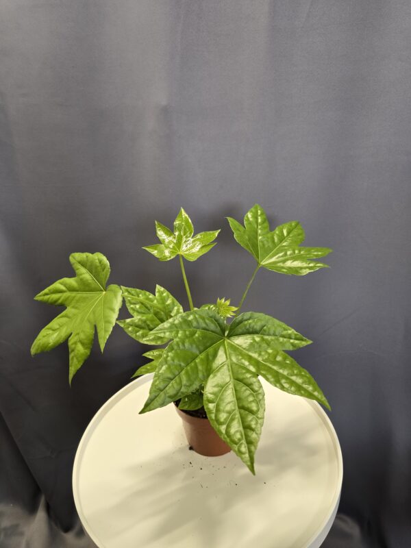 Fatsia japonica - Szobaarália ↑40cm ⊘12cm