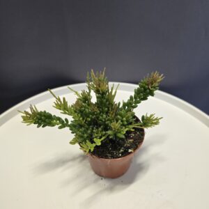 Rhipsalis-Vesszőkaktusz Nr.3 ↑15cm ⊘8cm