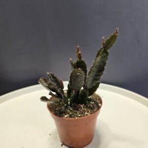 Rhipsalis-Vesszőkaktusz Nr.1 ↑15cm ⊘8cm