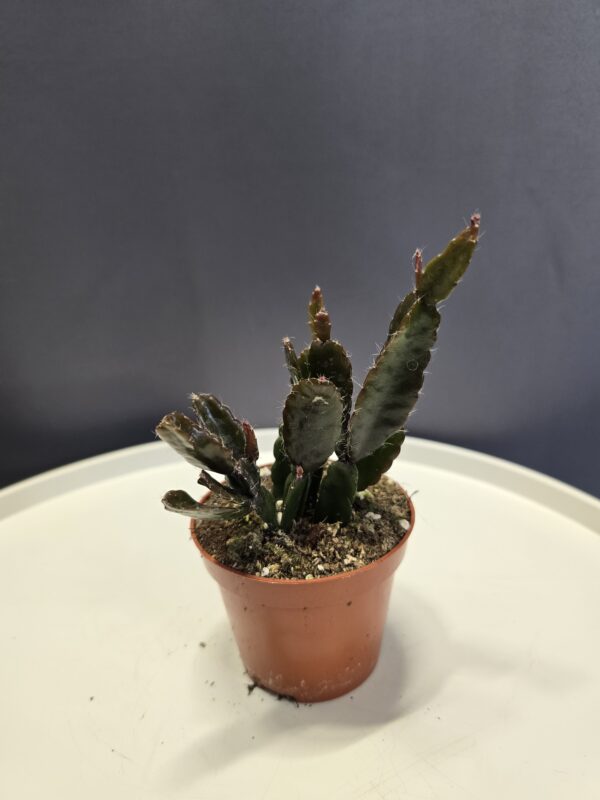 Rhipsalis-Vesszőkaktusz Nr.1 ↑15cm ⊘8cm