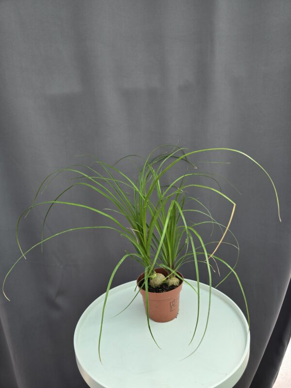 Nolina recurvata - Elefántláb ↑35cm ⊘12cm
