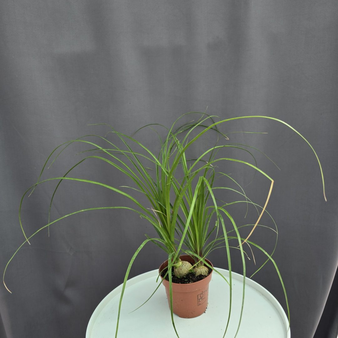 Nolina recurvata - Elefántláb ↑35cm ⊘12cm