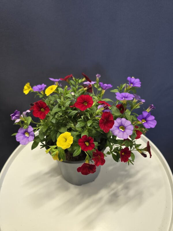 Million bells mini petunia ↑25cm ⊘12cm