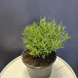 Francia Levendula ↑30cm ⊘17cm