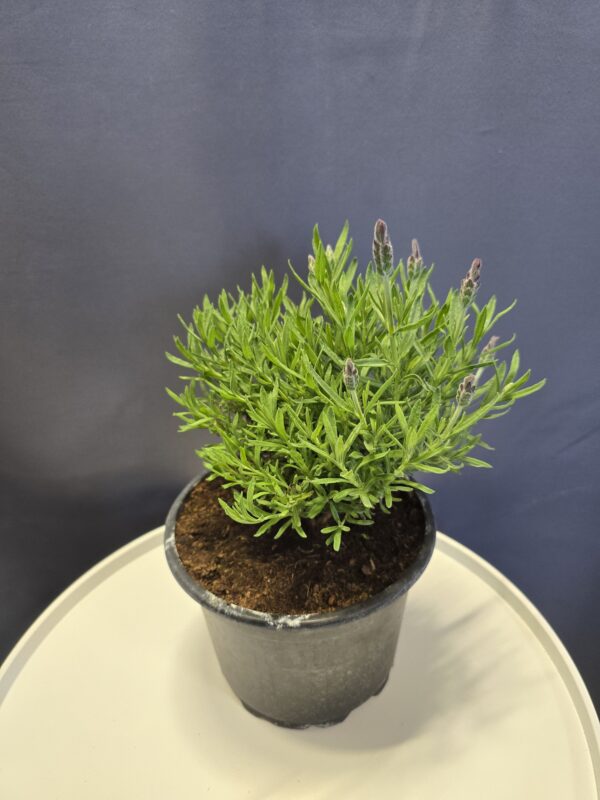 Francia Levendula ↑30cm ⊘17cm