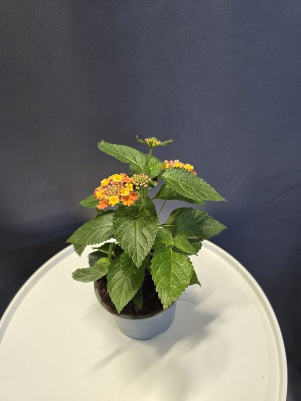 Sárga Sétányrózsa - Lantana ↑20cm ⊘12cm