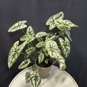Caladium humboldtii ↑30cm ⊘12cm