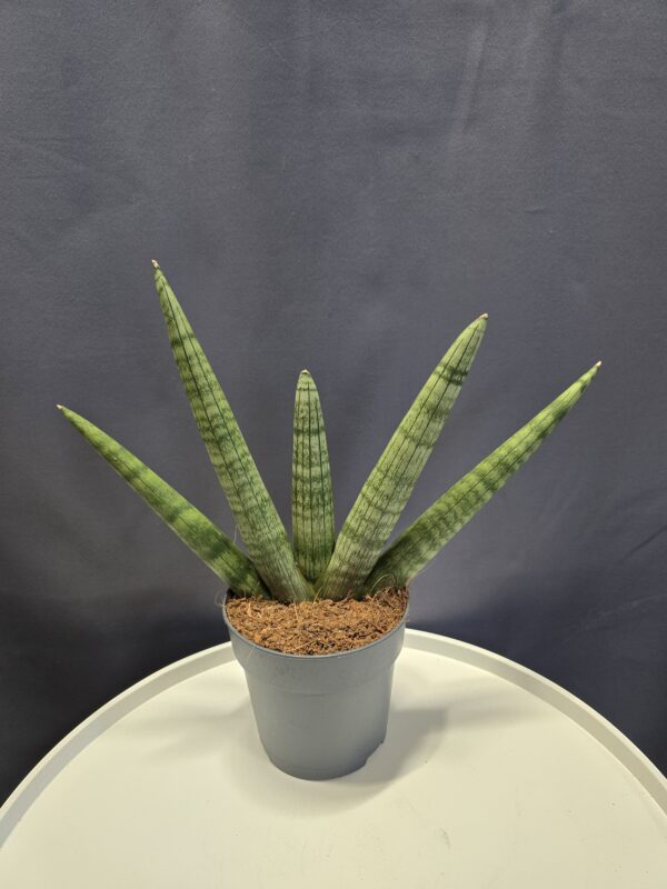 Sansaveria Boncle Cylindrica ↑35cm ⊘12cm