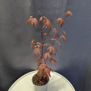 Acer Palmatum Atropurpureum - Juharfa ↑40cm ⊘12cm