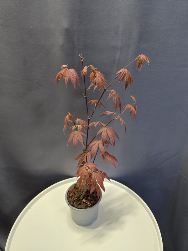Acer Palmatum Atropurpureum - Juharfa ↑40cm ⊘12cm