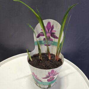Rózsaszín Iris