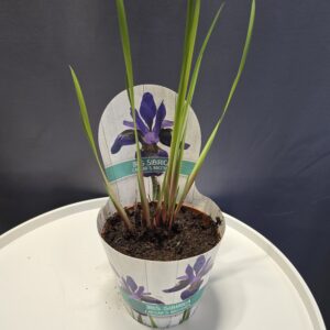 Lila Iris