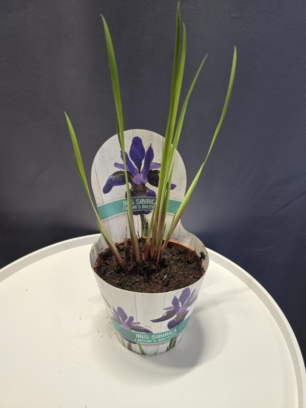 Lila Iris