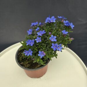 Alacsony Kőmagcserje ↑20cm ⊘12cm
