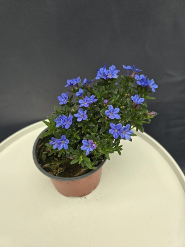 Alacsony Kőmagcserje ↑20cm ⊘12cm