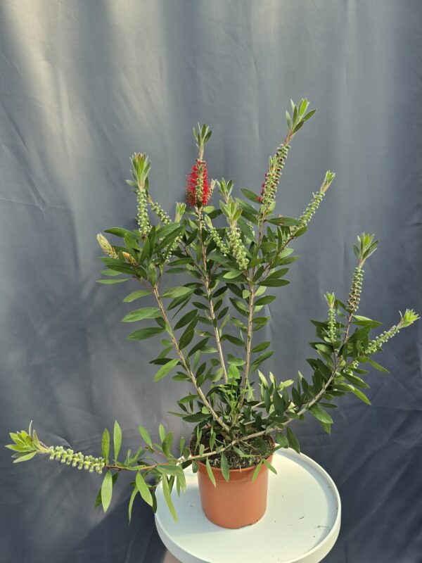 Callistemon - Kefevirág bokor ↑70cm ⊘19cm