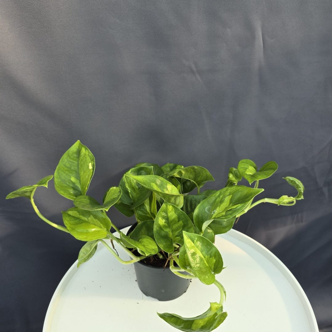 Epipremnum aureum "Global green" ↑30cm ⊘12cm