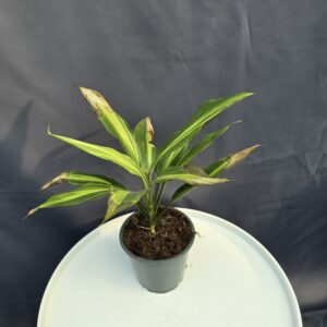 Cordyline Kiwi