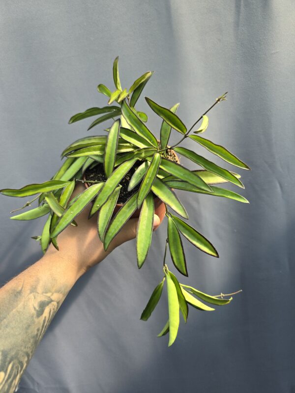 Hoya Wayetii ↑20cm ⊘12cm
