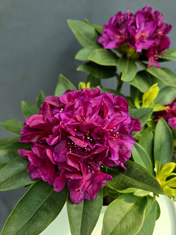 Rhododendron yakushimanum 'Bohlken's Lupinenberg'