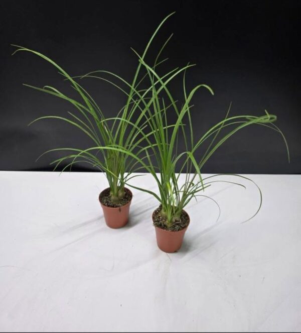 Nolina Recurvata - Elefántláb mini ↑20cm ⊘5cm