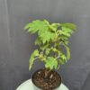 Tölgylevelű hortenzia - Hydrangea quercifolia ↑40cm ⊘19cm - Image 2