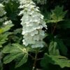 Tölgylevelű hortenzia - Hydrangea quercifolia ↑40cm ⊘19cm