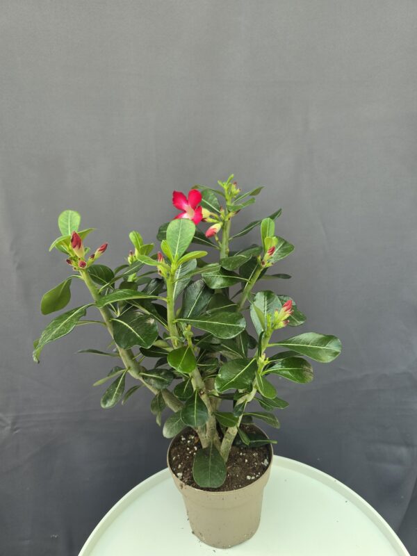 Adenium - Sivatagi rózsa piros ↑40cm ⊘14cm