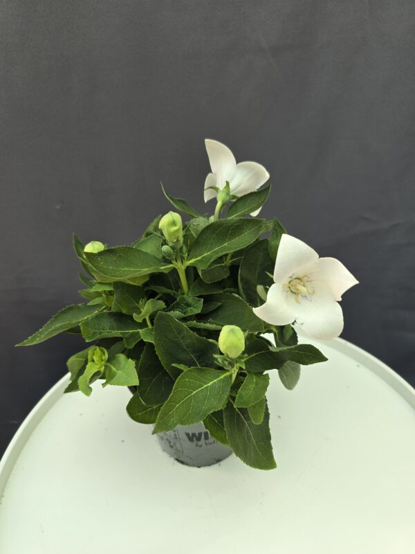 Léggömbvirág - Platycodon fehér ↑25cm ⊘12cm