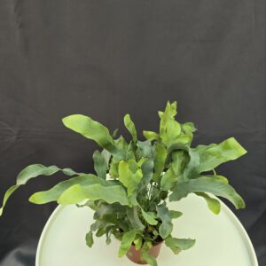 Phlebodium Blue Star ( Páfrány ) ↑20cm ⊘9cm