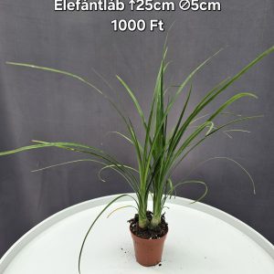 Nolina Recurvata - Elefántláb ↑25cm ⊘5cm