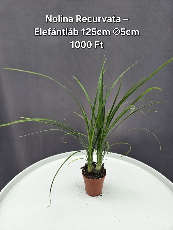 Nolina Recurvata - Elefántláb ↑25cm ⊘5cm