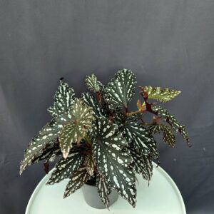 Begonia Maculata 'Spotlight Green' ↑30cm ⊘14cm