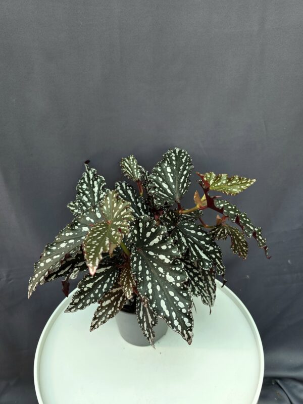 Begonia Maculata 'Spotlight Green' ↑30cm ⊘14cm