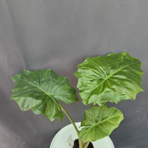 Alocasia portodora ↑50cm ⊘14cm