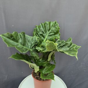 Alocasia 'Low Rider' ↑50cm ⊘17cm
