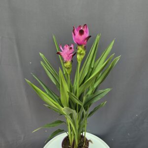 Curcuma alismatifolia - Kurkuma ↑60cm ⊘14cm