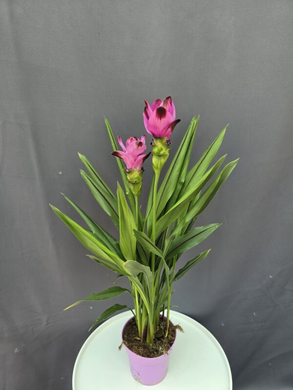 Curcuma alismatifolia - Kurkuma ↑60cm ⊘14cm