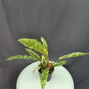 Philodendron Ring of Fire ↑30cm ⊘8cm