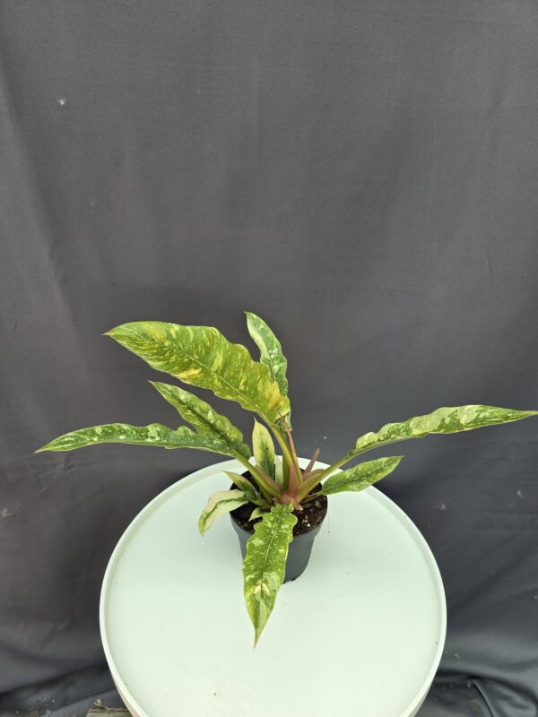 Philodendron Ring of Fire ↑30cm ⊘8cm