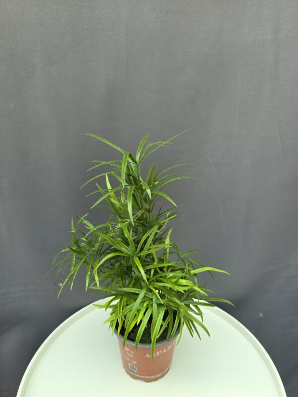 Asparagus Falcatus ↑30cm ⊘12cm