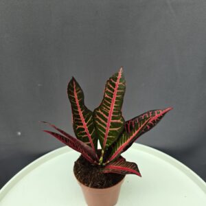 Croton mini ↑20cm ⊘8cm