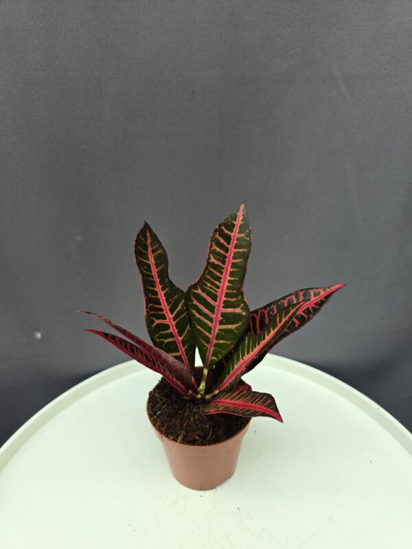 Croton mini ↑20cm ⊘8cm